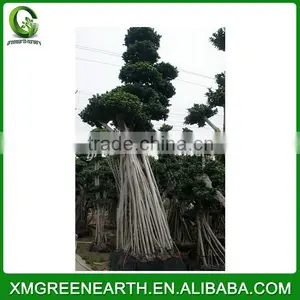 Ficus Microcarpa Big Bonsai 5m (4) thumbnail-1