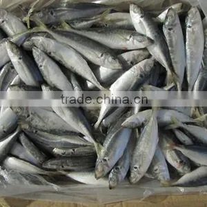 W/R FROZEN HORSE MACKEREL thumbnail-1