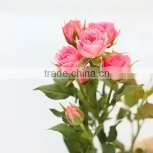 Colorful Sprayed Rose High Quality Fresh Cut Rose Flower thumbnail-3