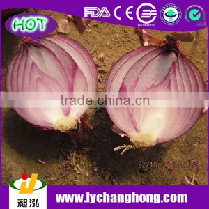 Big Red Onion Supplier thumbnail-1
