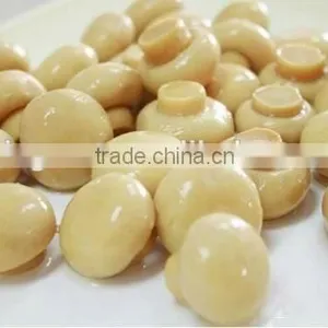 Canned Food Canned Champignon Canned Mushroom/champignon thumbnail-2