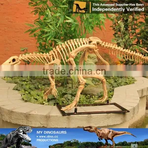 MY Dino-C075 Small Fake Skeletons for Home Decoration thumbnail-6