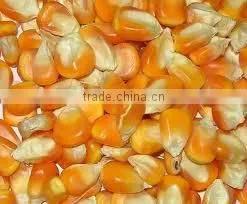 Maize From India thumbnail-1
