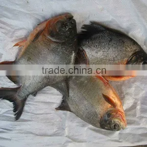 Competitive Frozen Black Pomfret 500-1000g IQF thumbnail-1
