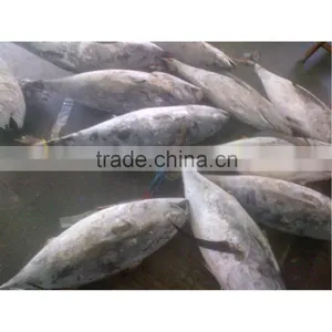 Middle Size Frozen Skipjack Fish on Sale thumbnail-1