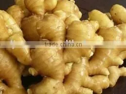 Fresh Ginger thumbnail-1