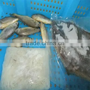 Live Food and Sea Quality Fish Wholesale thumbnail-1
