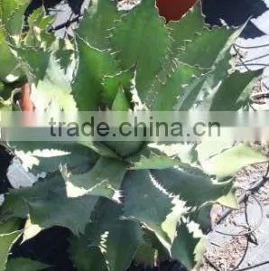 Agave Cupreata thumbnail-1