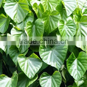 TINOSPORA CORDIFOLIA thumbnail-1