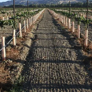 Tree Guard of UV Treated PP Plastic Correx Sapling Tree Guard/Tree Set/Tree Shelters Sheet thumbnail-4