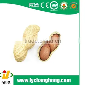 2014 New Raw Peanut in Shell Size 9/11 With High Quality thumbnail-1
