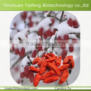 Avaliable Organic Dried Gojiberry Fruit thumbnail-3