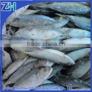 Live Fresh Frozen Seafood Indian Mackerel Fish Wholesale Supplier thumbnail-1