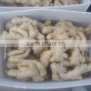 Fully Air Dried Ginger/Best Price Ginger/Dry Ginger From Origin thumbnail-1