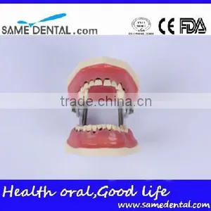 Dental Severe Periodontal Disease Model School Teaching thumbnail-3