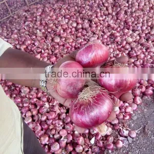 ONION-IN BULK thumbnail-3