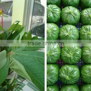 Cassava Leaf Grade A With Competitive Price From Vietnam thumbnail-1