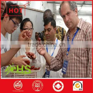2016 Hot Sale Food Sweet Walnut Sandwish Jujube Price thumbnail-4