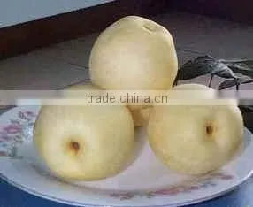 Fresh Chinese ya Pears thumbnail-1