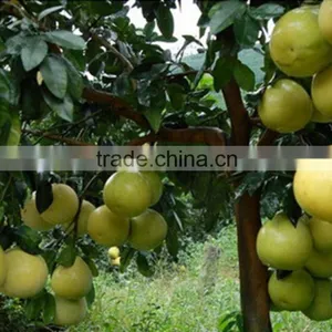 2015 New Crop of Fresh Honey Pomelo for Sale thumbnail-5