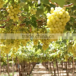 GRAPES thumbnail-6