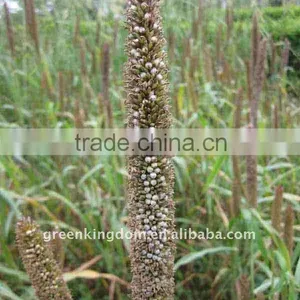 High Yield Hybrid Pennisetum Grass Energy Plant Seed thumbnail-1