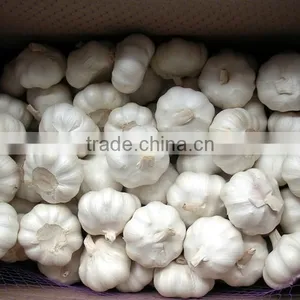 Pure White Garlic Packed in 10kgs/ctn thumbnail-1