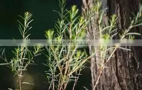 Tea Tree Oil thumbnail-1