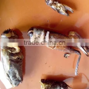 Organic Bird Food Dried Crickets // Dried Mealworms // Grasshopper thumbnail-3