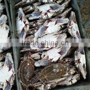 Frozen Blue Swimming Crab thumbnail-4