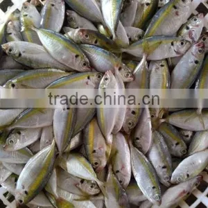 Golden Line Horse Mackerel Fish thumbnail-2