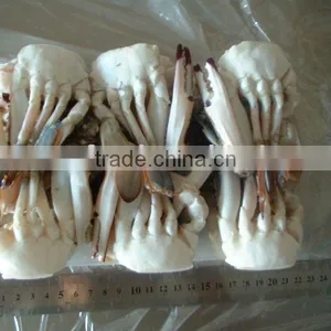 Frozen Cutting Swimming Crab thumbnail-1