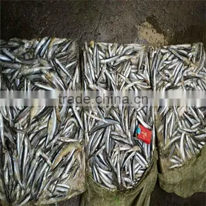Good Quality Frozen Whole Anchovy for Sale thumbnail-1