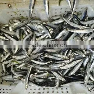 Hot Sales Landing Frozen Anchovy thumbnail-3