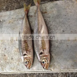 Big Eye Horse Mackerel Block Quick Frozen 25cm+ thumbnail-2