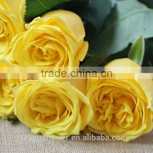 Dubai Fresh Flower Importers Rose Flowers Rare Rose Fresh Anthurium Rose Wholesale All Types of Flowers Wholesale thumbnail-2