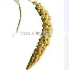 Organic Millet Sprays for Birds thumbnail-1