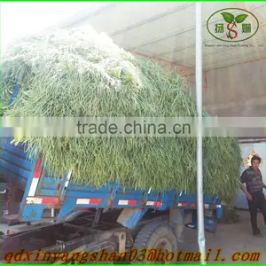 Fresh Garlic Sprout 2015/Garlic Moss thumbnail-3