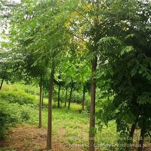 Price of Melia Azedarach Trees With a Trunk Diameter of 12 cm in 2020, High Survival Rate thumbnail-2