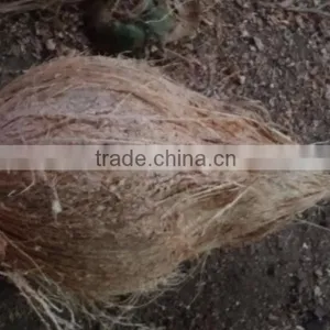 COCONUT PRICE thumbnail-1