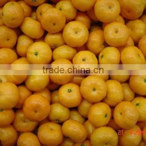 2014 New Chinese Fresh Baby Mandarin thumbnail-1