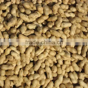 Shandong Raw Peanut in Shell thumbnail-1