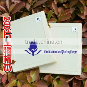 Microorganisms Microscope Slides thumbnail-2