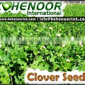 CLOVER SEEDS SUPPLIER thumbnail-1