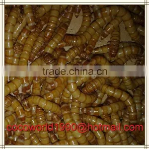 Birds That Eat Mealworms/what to Feed Meal Worms/crickets and Mealworms for Sale thumbnail-3