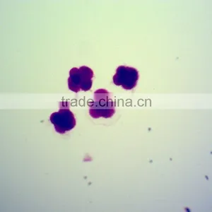 School Teaching Microscope Slides Embryo of Chicken W.M. thumbnail-5