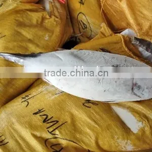 Frozen Fresh Whole Tuna Fish New thumbnail-3