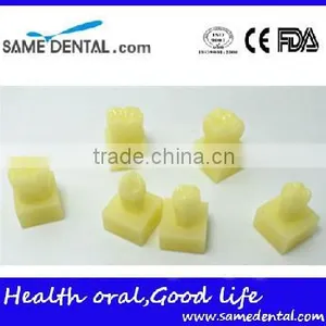 1.2 Times the Tooth Model Dental Eduction Assitant No. DEA-13 thumbnail-1