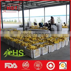 Non Gmo Frozen Yellow Corn Market Price thumbnail-3