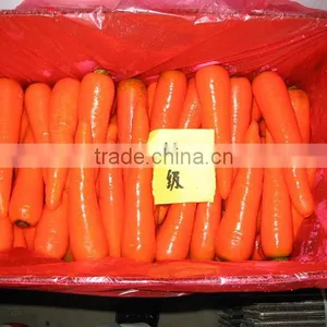 Red Fresh Carrot 9kg Carton thumbnail-3
